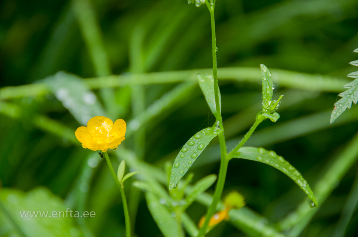 050 Raindrops keep falling on my head...